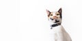 a calico cat wearing a bell collar Royalty Free Stock Photo