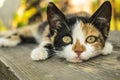 Calico cat on a wood bench.close up