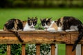 Calico Cats Royalty Free Stock Photo