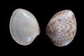 Calico clam-Macrocallista maculata Royalty Free Stock Photo