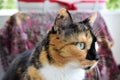 Calico domestic femal cat