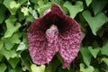 Calico flower or Elegant Dutchman`s Pipe Aristolochia littorali