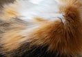 Calico Fur Texture Royalty Free Stock Photo