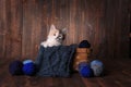 Calico Kitten in a Basket of Knitting Yarn on Wooden Background