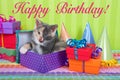 Calico Kitten in Birthday boxes