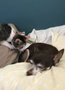 Calico Kitten And Chihuahua Royalty Free Stock Photo