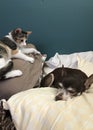 Calico Kitten And Chihuahua Royalty Free Stock Photo