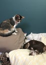 Calico Kitten And Chihuahua Royalty Free Stock Photo