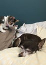 Calico Kitten And Chihuahua Royalty Free Stock Photo