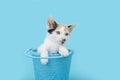 Calico Kitten inside a blue basket, looking to the side, blue background.