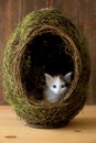 Calico Kitten Inside a Grass Egg on Wooden Background Royalty Free Stock Photo