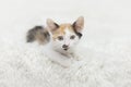 Calico Kitten laying on White Shag Rug, white background
