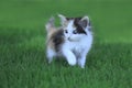 Calico Kitten Outdoor in the Green Grass Royalty Free Stock Photo