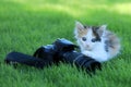 Calico Kitten Outdoor in the Green Grass Royalty Free Stock Photo