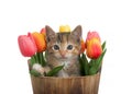 Calico kitten peeking out of bucket of spring tulip flowers Royalty Free Stock Photo