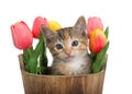 Adorable Calico kitten peeking out of a bucket of tulips Royalty Free Stock Photo