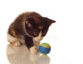 Calico kitten playing with a ball