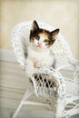 Calico Kitten posing in Wicker Chair