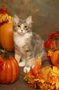 Calico Kitten and Pumpkins