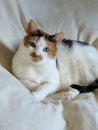 Calico lazing