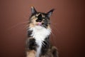 calico maine coon cat with long whiskers hungry licking lips