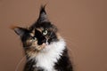calico maine coon cat tilting head looking at camera on brown background