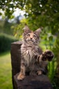 calico maine coon kitten playing outdoors in garden raising paw Royalty Free Stock Photo