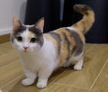 Calico munchkin Cat