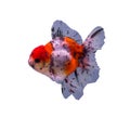 Calico goldfish isolated in a white background Royalty Free Stock Photo