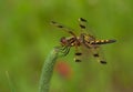 Calico Pennant