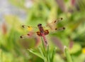 Calico Pennant Dragonfly in Bright Sunlight