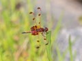 Calico Pennant Dragonfly in Bright Sunshine