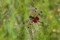 Calico Pennant Dragonfly 813551