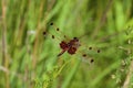 Calico Pennant Dragonfly 813553