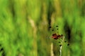 Calico Pennant Dragonfly 31079