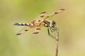 Calico Pennant