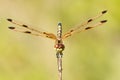 Calico Pennant II