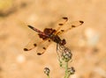 Calico Pennant