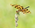 Calico Pennant VII