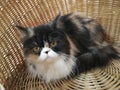 Calico Persian cat in basket Royalty Free Stock Photo