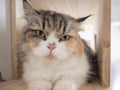 Calico Persian cat on cat shelf or cat step looking at camera. Royalty Free Stock Photo