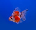 Ryukin goldfish on blue background Royalty Free Stock Photo