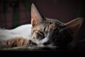 Calico Sleeping in the Sunlight