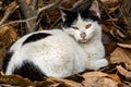 A calico stray cat