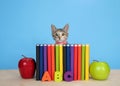 Calico Tabby kitten peeking over school books Royalty Free Stock Photo