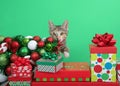 Calico Tabby kitten reaching around fallen Christmas tree with presents Royalty Free Stock Photo