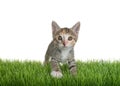 Calico tabby kitten standing in green grass, isolated