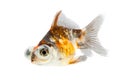 Calico Telescope-eyes Goldfish, goldfish isolated on white background.