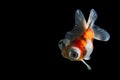 Calico Telescope-eyes Goldfish, isolated on black background.