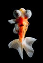 Calico Telescope-eyes Goldfish, isolated on black background.